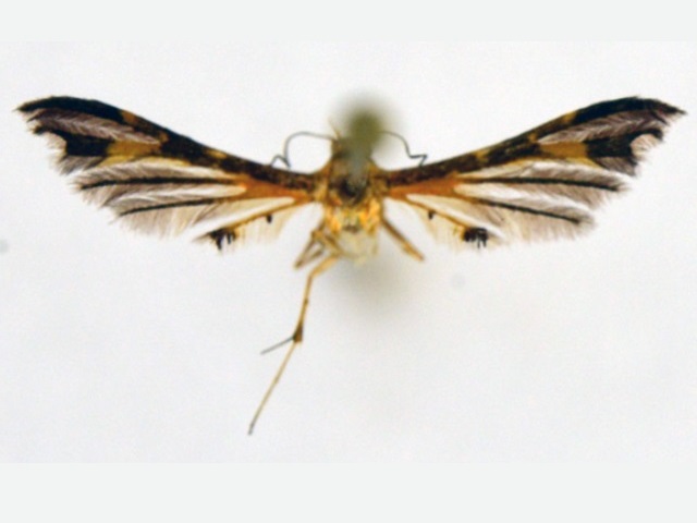 Walsinghamiella niniella